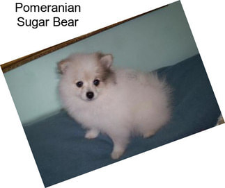 Pomeranian Sugar Bear
