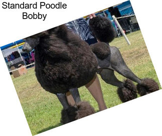 Standard Poodle Bobby