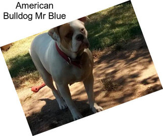American Bulldog Mr Blue