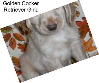 Golden Cocker Retriever Gina