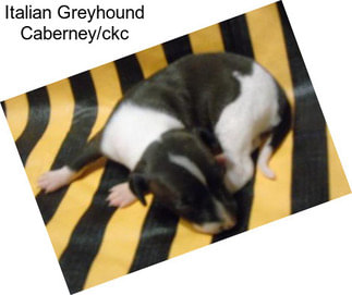 Italian Greyhound Caberney/ckc