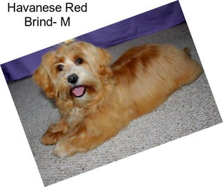 Havanese Red Brind- M