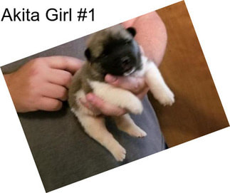 Akita Girl #1