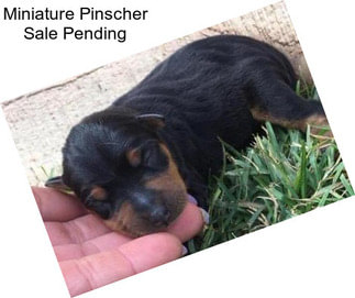 Miniature Pinscher Sale Pending