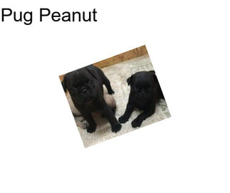 Pug Peanut
