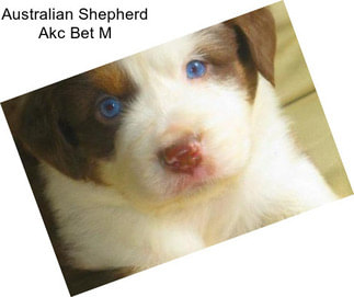 Australian Shepherd Akc Bet M