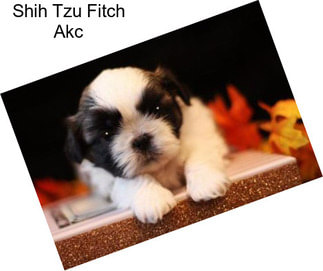 Shih Tzu Fitch Akc