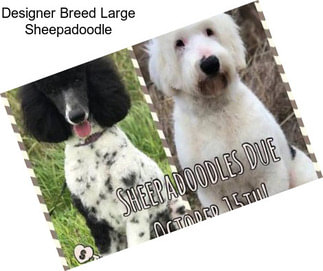 Designer Breed Large Sheepadoodle