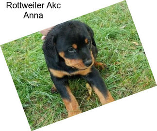 Rottweiler Akc Anna