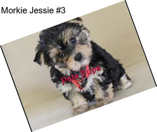 Morkie Jessie #3