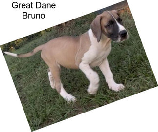 Great Dane Bruno