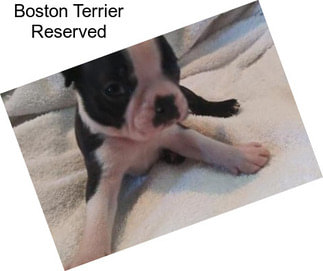 Boston Terrier Reserved