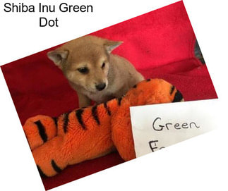 Shiba Inu Green Dot