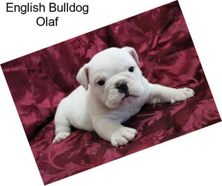 English Bulldog Olaf