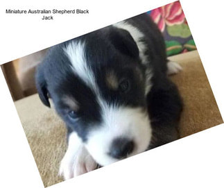 Miniature Australian Shepherd Black Jack