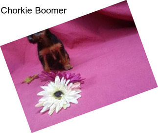 Chorkie Boomer