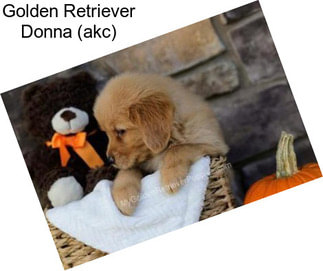 Golden Retriever Donna (akc)