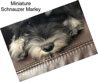 Miniature Schnauzer Marley