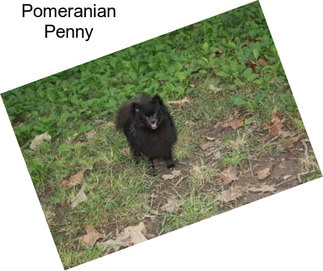 Pomeranian Penny