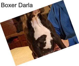 Boxer Darla