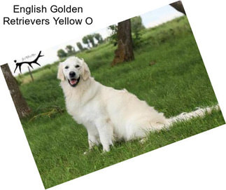 English Golden Retrievers Yellow O