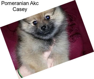 Pomeranian Akc Casey
