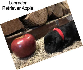 Labrador Retriever Apple