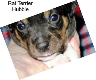 Rat Terrier Hubble