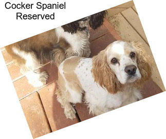 Cocker Spaniel Reserved