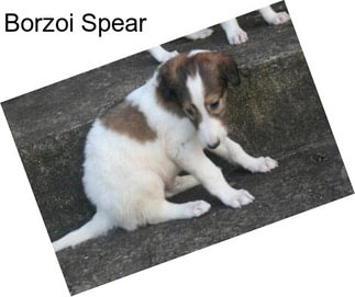 Borzoi Spear