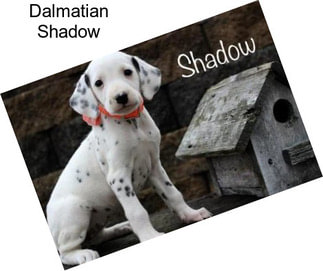 Dalmatian Shadow