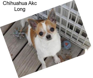 Chihuahua Akc Long