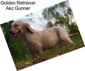 Golden Retriever Akc Gunner