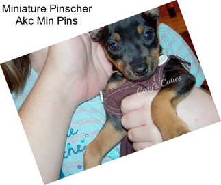 Miniature Pinscher Akc Min Pins