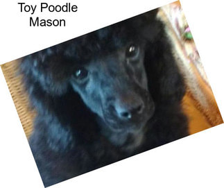 Toy Poodle Mason