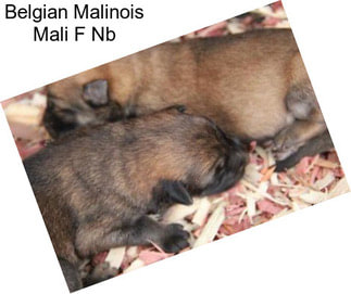 Belgian Malinois Mali F Nb