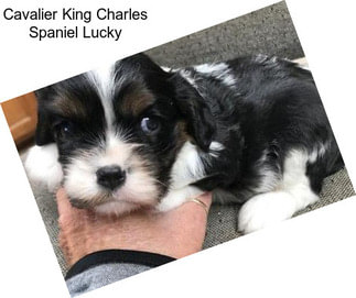 Cavalier King Charles Spaniel Lucky