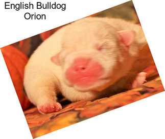 English Bulldog Orion