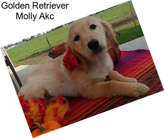 Golden Retriever Molly Akc