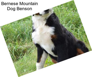 Bernese Mountain Dog Benson