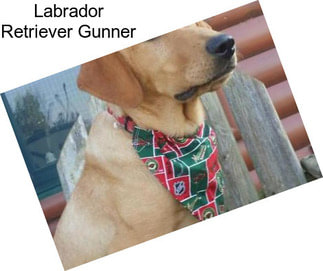 Labrador Retriever Gunner