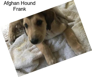 Afghan Hound Frank