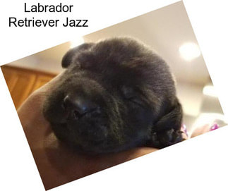 Labrador Retriever Jazz