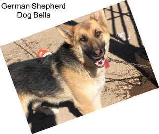 German Shepherd Dog Bella