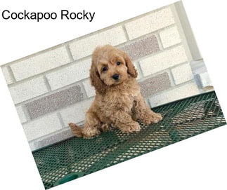 Cockapoo Rocky