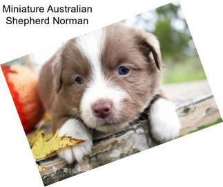 Miniature Australian Shepherd Norman