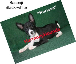 Basenji Black-white