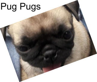 Pug Pugs