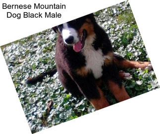 Bernese Mountain Dog Black Male