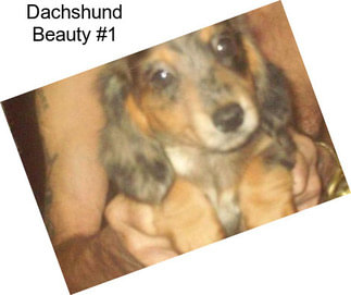 Dachshund Beauty #1